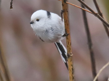 Ополовник / Ополовник