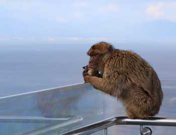 Ожидание / Обезьяны маготы, живущие на Гибралтарской скале.