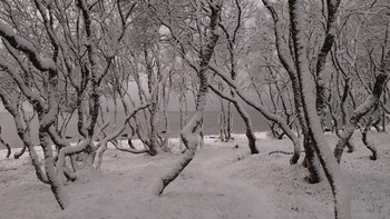 В снегу. / Берёзовая роща,Соловки.