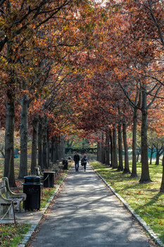 На осенней аллее / Аллея в Бруклинском ботаническом саду