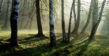 В березовой роще...... / Петербург. Шуваловский парк. Май