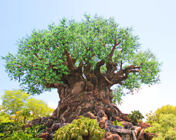 Чудо-дерево / Флорида