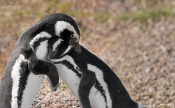 Пара / Mагеллановы пингвины - любители тёплой воды и ненавистники снега.
В конце сентября каждый год на полуостров Пунта Томбо, что в аргентинской Патагонии, из южной Бразилии приплывают тысячи пингвинов.
Они остаются на берегу до тех пор, пока не подрастут птенцы, чтобы вместе с ними покинуть берег и уплыть в океан.
Октябрь - отличное время понаблюдать за конфетно-букетным периодом пингвинов.
