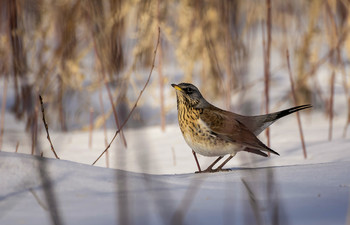 рябинник.. / дрозд..