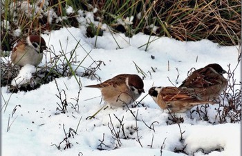 Зима, начало / Зима, начало