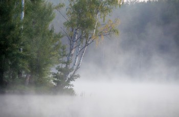 В тумане утреннем....... / Петербург. Осиновая Роща. Август