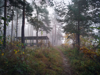 в тумане / осенний лес в туманной дымке