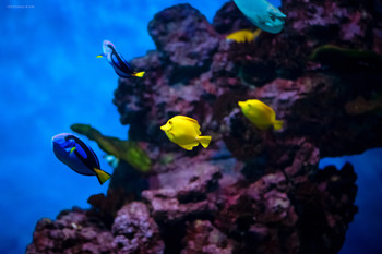 Подводный мир / Подводный мир