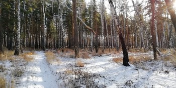 Лесная тропа / Фото сделано на прогулке с сыновьями.