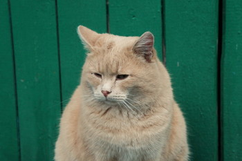 Персик / Timiryazev park, Koptevo neighborhood, Moscow, Russia