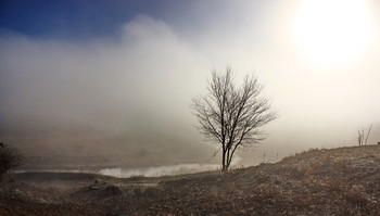 Утренний туман... / Дерево,река