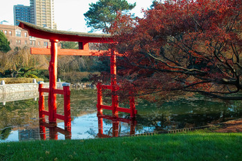 Загогулина / Японский пруд в Бруклинском ботаническом саду