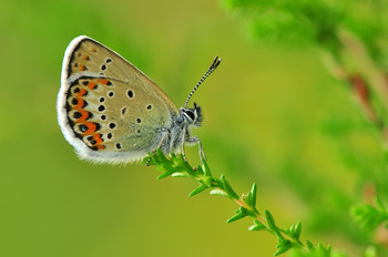 Полосатые усики :) / бабочка голубянка :)