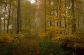 Дыхание осени.. / Лесной осенний пейзаж .