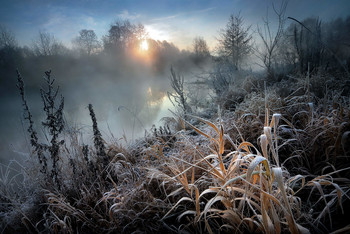 Растения рассвета... / ***