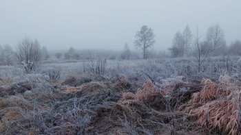 БессНежная зима / травы, иней,мороз,снег,туман,ярославская область