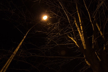 Диалог фонарь и дерево / Метафизическая фотография