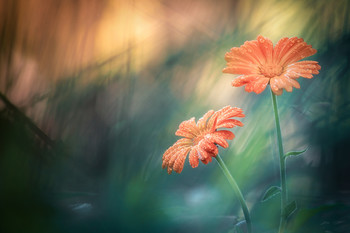 Летние зарисовки. / ***