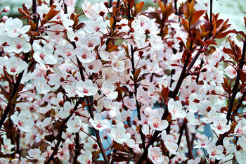 Буйное цветение / кок султан