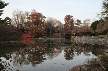 &nbsp; / Японский пруд в Бруклинском ботаническом саду