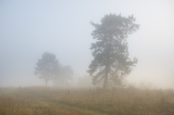 &nbsp; / Туманное утро