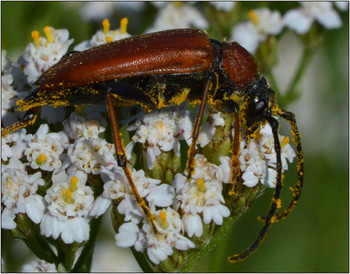 Притомился что=то.... / Представитель семейства Дровосеки, или Усачи.