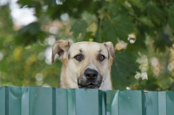 Из-за железного занавеса / http://wikimapia.org/#lang=ru&amp;lat=55.833494&amp;lon=37.538717&amp;z=18&amp;m=ys