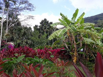 Тропическая полянка / Пальма . Бананы