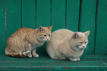 Старший и младший / ддд