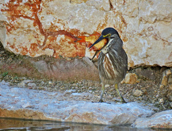 Кваква замаскировалась с уловом / Кваква