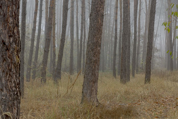 Туманный лес / По украинским лесам