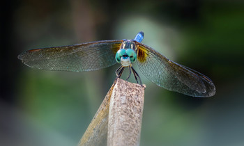 В голубом... / ...