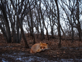 Грустный лисенок в осеннем лесу. / Приморский край, остров Русский, ноябрь 2019 г. Nikon D800 + Nikkor 70-300 mm VR.