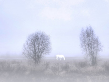 Лошадь в тумане / То, что искал Ёжик