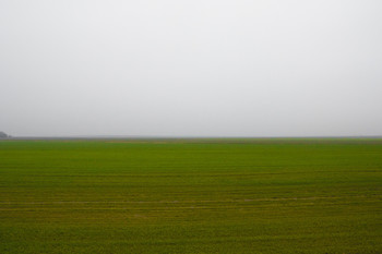 &quot;Не Рейн&quot; / Белорусское поле, туманным утром