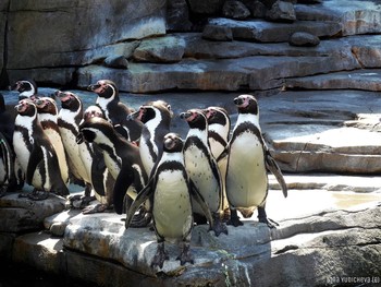 Пингвины / Из Википедии:
&quot;Зоопарк Хагенбека (нем. Tierpark Hagenbeck) — зоопарк, расположенный в немецком городе Гамбурге. Он был открыт 7 мая 1907 года и стал первым в мире зоопарком, в котором для животных были воссозданы природные условия их обитания — деревья, водоёмы, скалы.
Основатель зоопарка Карл Хагенбек был учёным, коммерсантом и дрессировщиком. У него был свой цирк и он занимался торговлей дикими животными. В настоящее время зоопарк находится в частной собственности и принадлежит семье Хагенбек.
Площадь зоопарка составляет 25 га. Он представляет собой сеть из троп и дорожек протяженностью около 7 км, прогуливаясь по которым можно увидеть 210 видов животных.
У главного входа в зоопарк расположен тропический аквариум с 290 видами животных и пресмыкающихся. В центре зоопарка расположены вольеры с львами и тиграми, а перед ними — стадо зебр.&quot; Подробнее в моём блоге: http://fotokto.ru/blogs/tierpark-hagenbeck-hamburg-33199.html
Слайд-шоу о зоопарке: https://www.youtube.com/watch?v=Ms1GfBntMoE
Слайд-шоу &quot;Лебеди&quot;
https://www.youtube.com/watch?v=CAeNjlhBcFc&amp;t=10s
Слайд-шоу &quot;Птицы&quot;
https://www.youtube.com/watch?v=b5vziYLabQ4&amp;t=14s