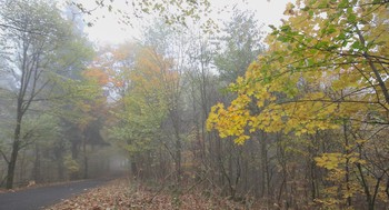 Разноцветная осень в тумане / Ноября осенние деньки