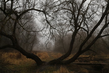 Бродилки в тумане*3 / переходившей сроки осени пейзаж...