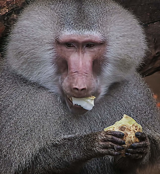 &nbsp; / Кусочек сельдерея