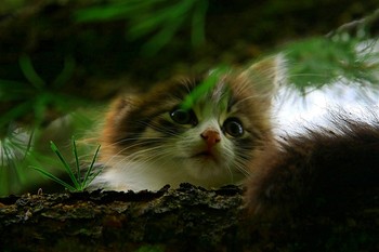 Любопытство... / Котёнок заглядывает в птичьего гнездо...