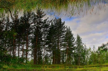 Лесное озеро... / Зарисовка на тему чудес лесного озера...