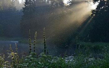 Просвет...... / Петербург. Шуваловский парк. Июнь