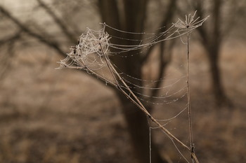 Позднеосенний мотив / межсезонье