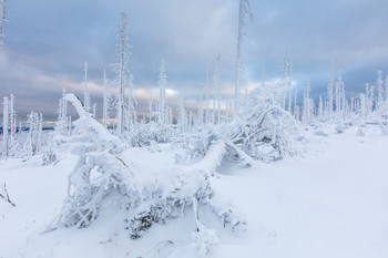 &nbsp; / Winterstimmung am Dreisesselberg