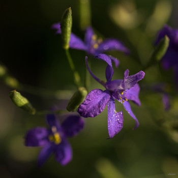 &nbsp; / Живокость полевая - Васильки рогатые - Шпорник (Delphinium consoIida L.)