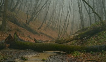 В лесу / Ставропольский лес
