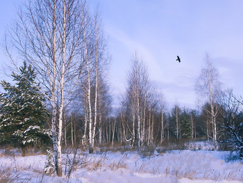 Зимний пейзаж с птицей / ...