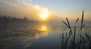 Озеро Сосновое на рассвете. / Летние туманы.