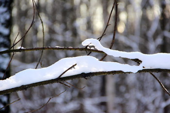Зимние причуды-снежный питон / Порой в природе, можно увидеть нерукотворные, интересные ,необычные, чудные фигурки животных,рептилий из снега.