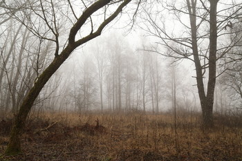 Вариации на туманные темы / ***